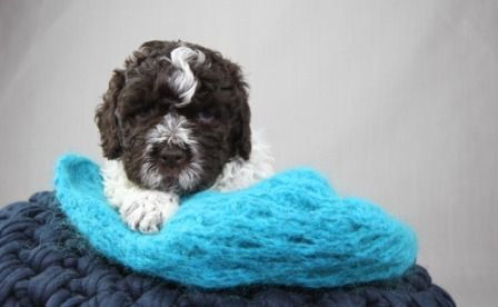 Cani di Tartufo Lagotto Welpen