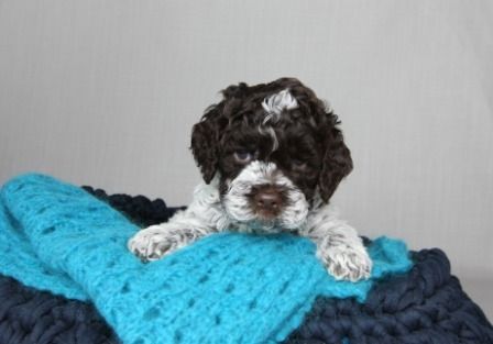 Cani di Tartufo Lagotto Welpen