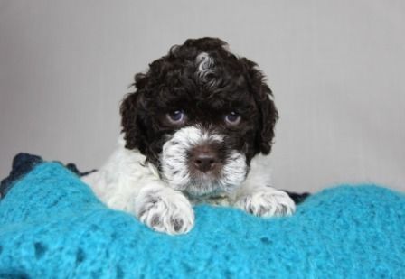 Cani di Tartufo Lagotto Welpen