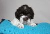Cani di Tartufo Lagotto Welpen