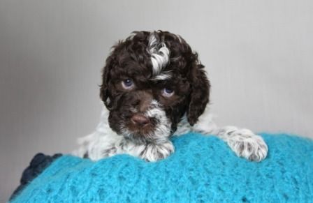 Cani di Tartufo Lagotto Welpen