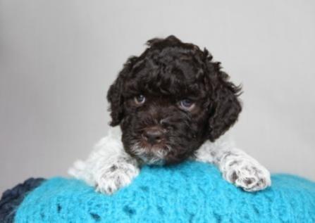 Cani di Tartufo Lagotto Welpen