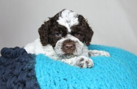 Cani di Tartufo Lagotto Welpen aktuell