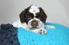 Cani di Tartufo Lagotto Welpen aktuell