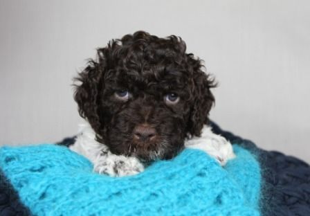 Cani di Tartufo Lagotto Welpen aktuell