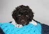 Cani di Tartufo Lagotto Welpen aktuell