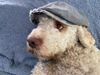 Geschenk an Tierliebhaber beste Tierportraits gemalt Kunst Lagotto Pferd Katze 