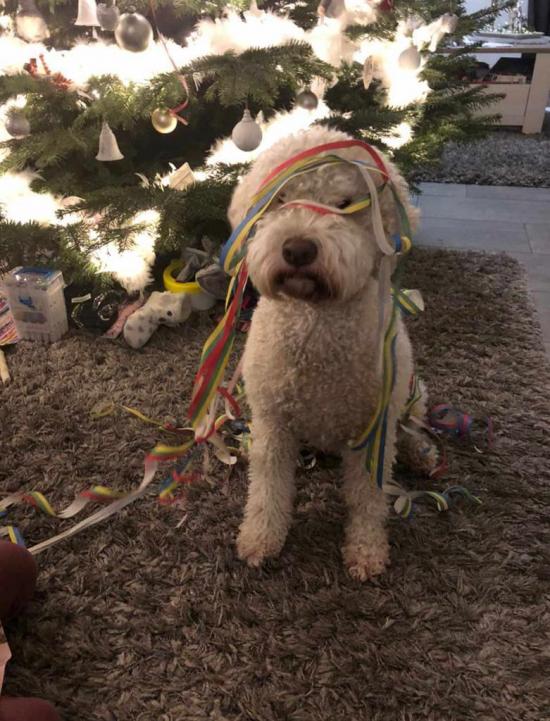 Cani di Tartufo Lagotto Romagnolo Breeder