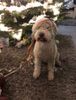 Cani di Tartufo Lagotto Romagnolo Breeder