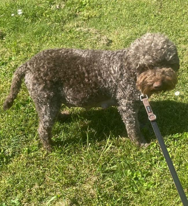 Puppi Lagotto Romagnolo FCI Cani di Tartufo VDH FCI Show Breed