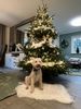 Hund ähnlich Doodle Familienhund verfügbare Welpen abzugeben Hannover Lagotti Hündin Rüde weiß braunschimmel braun orange Braun weiß Celle Harz Peine