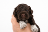 Welpen Lagotto 2026 abzugeben Niedersachsen Züchter Magdeburg Trüffelhund Welpe braun weiß orange Sachsen Anhalt Magdeburg