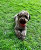 Lagotto Züchter mit Welpen Allergikerhund Hund für Senioren Familie mit Kindern