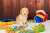 Hund ähnlich Doodle Familienhund verfügbare Welpen abzugeben Hannover Lagotti Hündin Rüde weiß braunschimmel braun orange Braun weiß Celle Harz Peine