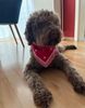 Züchter Lagotto Romagnolo Welpe Hobbyzucht Braunschweig Hannover Magdeburg Halle Leipzig celle Lüneburg Buchholz Seevetal perfekter Hund für Rettungshundestaffel Ausbildung zum Spürhund Therapiehund Assistenzhund