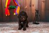 Züchter Lagotto Romagnolo Welpe Hobbyzucht Braunschweig Hannover Magdeburg Halle Leipzig celle Lüneburg Buchholz Seevetal Allergikerhund nicht haarender Hund Rassehund Trüffelsuchhund Trüffelhund Familienhund