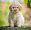 Allergikerhund nicht haarender Hund Rassehund Trüffelsuchhund Trüffelhund Familienhund