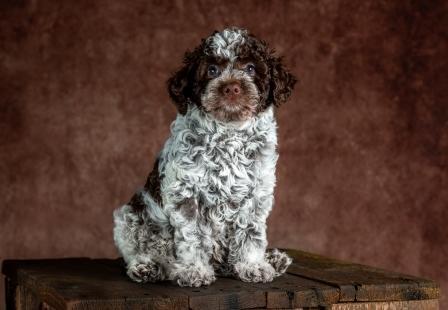 Hund zum Tr&uuml;ffel suchen Ausbildung Alternative Doodle Pudel 