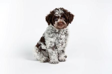 Weihnachten Welpen abzugeben Sachsen Anhalt Lagotti H&uuml;ndin R&uuml;de braunschimmel braun orange Braun wei&szlig; Celle