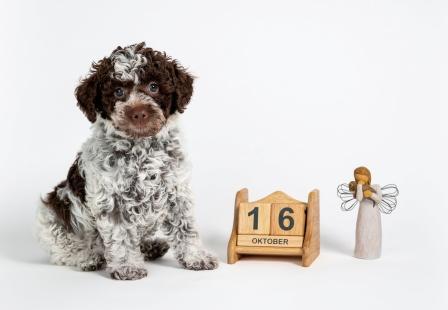 Lagotti Welpe sucht zu Hause