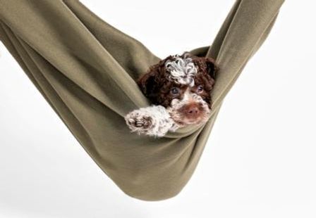 Familiehund zu Weihnachten