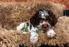 Lagotto Welpe sucht ab sofort ein Zuhause