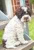 Züchter Lagotto Romagnolo Welpe Hobbyzucht Braunschweig Hannover Magdeburg Halle Leipzig celle Lüneburg Buchholz Seevetal Hund zum Trüffel suchen Ausbildung Alternative Doodle Pudel