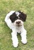 Familienhund für Kinder Alternative Doodle Lagotto Hamburg Züchter Oldenburg Lüneburg