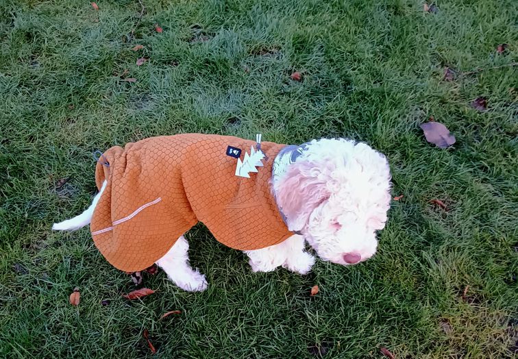 Liebevolle Hobbyzucht in Niedersachsen - Hundemantel fr den Lagotto  Romagnolo