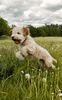 Lagotto Welpe aus deutscher Zucht Hannover Braunschweig Magdeburg Allergikerhund Trüffelhund Hannover