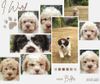 Welpe frei Lagotto