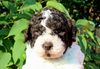Wo kann ich Lagotto Romagnolo Welpen kaufen? Lagotto Romagnolo Welpen aus liebevoller Zucht