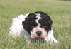 Wasserhund Rasse Familie Kinder Familienhund leicht erziehbar Welpen kaufen Niedersachsen für Familie mit Kindern
