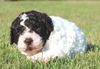 Lagotto Romagnolo Züchter Deutschland Lagotto Welpen in meiner Nähe