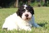 Lagotto Züchter Oldenburg Bremen Hamburg Schlewig Holstein Lagotto Züchter mit verfügbaren Welpen
