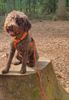 Hund zum Trüffel suchen Ausbildung Alternative Doodle Pudel 