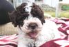 Welpen vom Züchter Lagotto Sachsen Anhalt Nähe Magdeburg Lagotto Romagnolo Welpen Braunschweig Hannover Wolfsburg