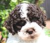 italienischer Wasserhund Hund mit Locken Lagotto Romagnolo Welpe vom Züchter Hobbyzucht Trüffelhund Hannover Deutschland Peine Kassel Hamburg Seevetal Lüneburg Wasserhund nicht haarender Hund Welpenplanung Lagotto braun orange Welpe abzugeben