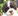 Welpenplanung Lagotto braun orange Welpe abzugeben 