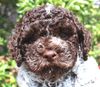 Lagotto Romagnolo Welpen Lagotto Welpe abzugeben Kassel Göttingen Lüneburger Heide Züchter braunschimmel
