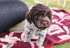 italienischer Wasserhund Hund mit Locken Lagotto Romagnolo Welpe vom Züchter Hobbyzucht Trüffelhund Hannover Deutschland Peine Kassel Hamburg Seevetal Lüneburg Wasserhund nicht haarender Hund Hund zum Trüffel suchen Ausbildung Alternative Doodle Pudel