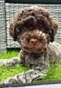 Züchter Lagotto Romagnolo Welpe Hobbyzucht Hannover Niedersachsen Hund ideal für Kinder nicht haarend
