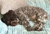 Welpe vom seriösen Züchter mit Papieren Welpenplanung Lagotto