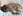 Welpenplanung Lagotto 