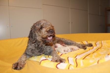 Lagotto Romagnolo Welpen Züchter 