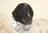 Lagotto Romagnolo Welpe Hobbyzucht Züchter Trüffelhund Deutschland Brandenburg Wasserhund nicht haarender Hund Lagotto Welpe abzugeben Kassel Göttingen Lüneburger Heide Züchter braunschimmel