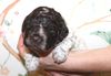 Lagotto Romagnolo Züchter für Rettungshunde Schulbegleithund TherapiehundLebensretter Lagotto Hund zum Trüffel suchen Ausbildung Alternative Doodle Pudel