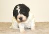 italienischer Wasserhund Hund mit Locken Lagotto Romagnolo Welpe vom Züchter Hobbyzucht Trüffelhund Hannover Deutschland Peine Kassel Hamburg Seevetal Lüneburg Wasserhund nicht haarender Hund Lagotto Welpe abzugeben Kassel Göttingen Lüneburger Heide Züchter braunschimmel