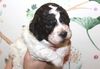 Lagotto Romagnolo Welpe Hobbyzucht Züchter Trüffelhund Deutschland Brandenburg Wasserhund nicht haarender Hund Hund zum Trüffel suchen Ausbildung Alternative Doodle Pudel