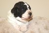 Lagotto Romagnolo Welpen abzugeben seriöse Zucht Lagotto Welpe abzugeben Kassel Göttingen Lüneburger Heide Züchter braunschimmel